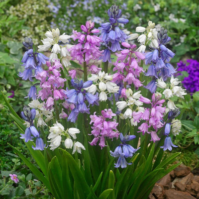 10 x Spanish Bluebell Mixed Spring Bulbs - Multi Coloured Spring Summer Flowering Perennials - UK Hardy Attracts Pollinators