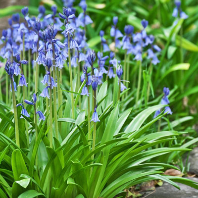 10 x Spanish Bluebell Spring Bulbs - Hyacinthoides hispanica - Blue Summer Flowering Perennials - UK Hardy Attracts Pollinators