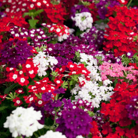10 x Verbena Quartz Mix Garden Ready Plants Supplied as Established Garden Ready to Plant Out Plants Perfect for Containers