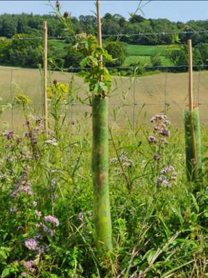 100 Biodegradable Spiral Tree Guards with Canes - 60cm x 38mm