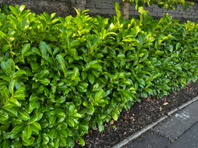 100 Cherry Laurel Fast Growing Evergreen Hedging Plants 20-30cm Tall in 10cm Pots 3fatpigs