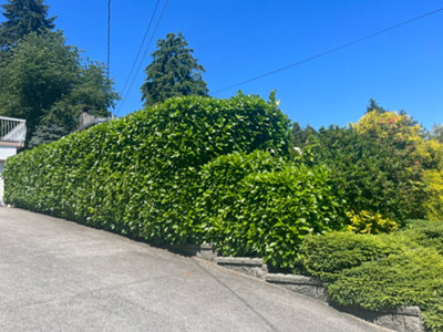 100 Cherry Laurel Fast Growing Evergreen Hedging Plants 20-30cm Tall in 10cm Pots 3fatpigs - 4