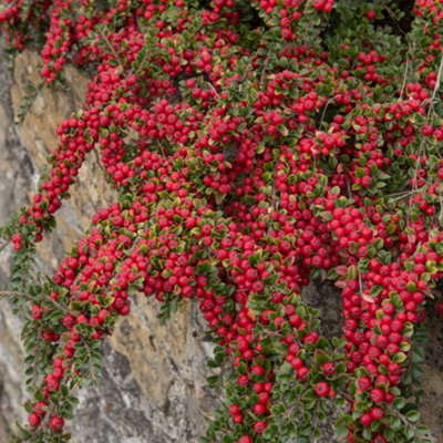 100 Cotoneaster suecicus Coral Beauty In 9cm Pots, Orange-Red Berries 3FATPIGS