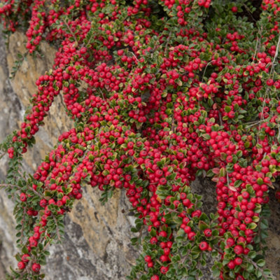 100 Cotoneaster suecicus Coral Beauty In 9cm Pots, Orange-Red Berries ...