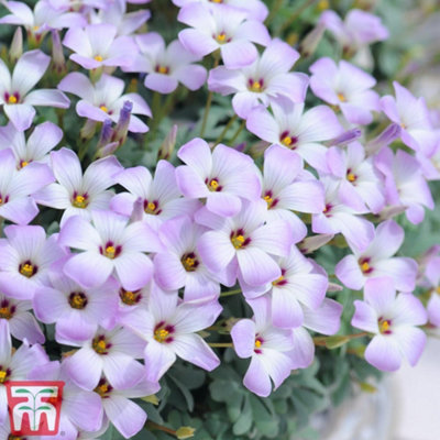 100 Days of Flowering Collection 100 Pack