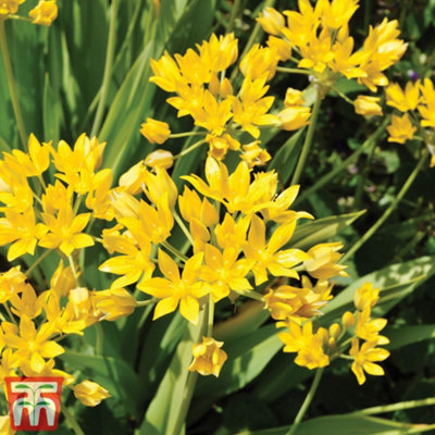 100 Days of Flowering Collection 100 Pack - 5