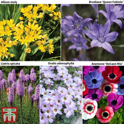 100 Days of Flowering Collection 200 Pack