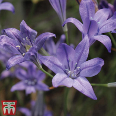 100 Days of Flowering Collection 200 Pack - 3