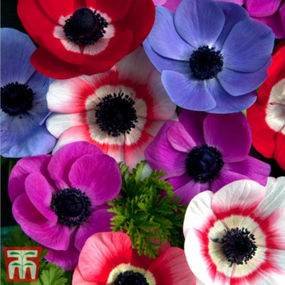 100 Days of Flowering Collection 200 Pack - 4