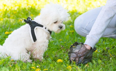 Scented dog waste store bags