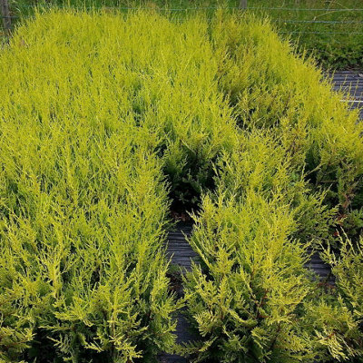 100 Golden Leylandii Evergreen Hedging Plant 40-60cm in 9cm Pot / Cupressocyparis leylandii 'Castlewellan Gold' 3FATPIGS