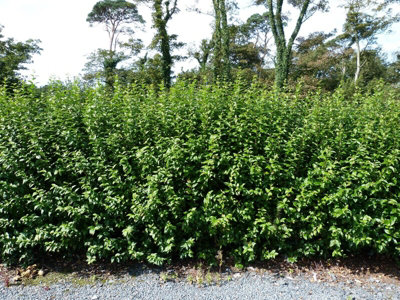 100 Green Privet Hedging Plants Ligustrum Hedge 30-50cm,Dense Evergreen,Big Pots 3fatpigs