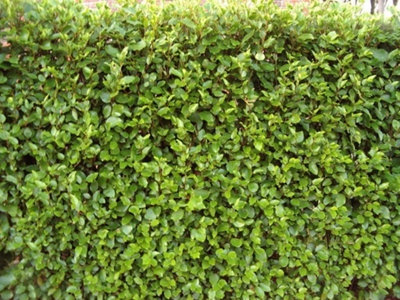 100 Griselinia Evergreen Hedging Plants 30-50cm - 3