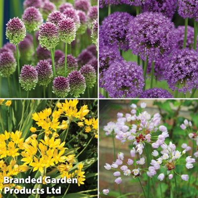 100 Mixed Allium Bulbs - Spring - Summer Flowering - Ideal for Borders and Containers