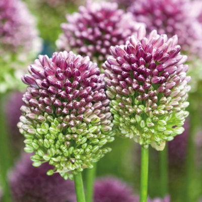 100 Mixed Allium Bulbs - Spring - Summer Flowering - Ideal for Borders and Containers