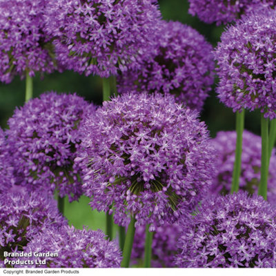 100 Mixed Allium Bulbs - Spring - Summer Flowering - Ideal for Borders and Containers - 3