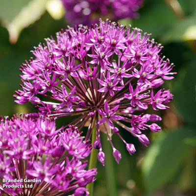 100 Mixed Allium Bulbs - Spring - Summer Flowering - Ideal for Borders ...
