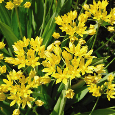 100 Mixed Allium Bulbs - Spring - Summer Flowering - Ideal for Borders and Containers - 5