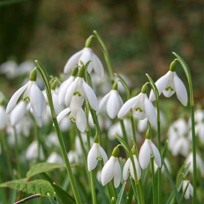 100 Snowdrops in the Green Bare Roots - Spring Flowering Galanthus ...
