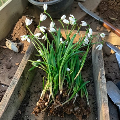 100 Snowdrops in the Green Bare Roots - Spring Flowering Galanthus ...