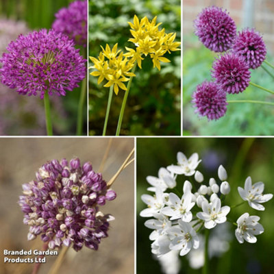 100 Spring Flowering Bumper Allium Bulbs - 5 Different Varieties