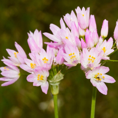 100 x Allium Roseum Bulbs - Rosy Garlic Spring Summer Flowering Perennials - Grow in Beds