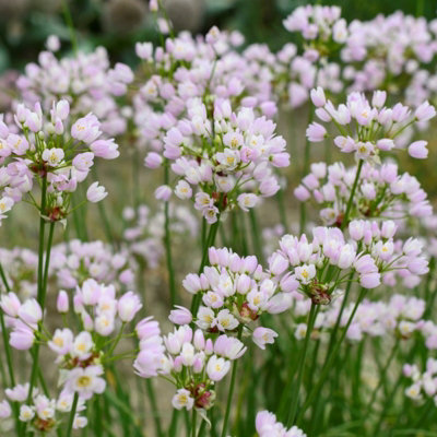 100 x Allium Roseum Bulbs - Rosy Garlic Spring Summer Flowering Perennials - Grow in Beds