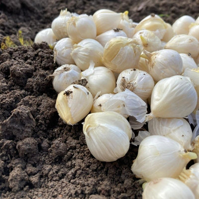 100 x Allium Roseum Bulbs - Rosy Garlic Spring Summer Flowering Perennials - Grow in Beds - 3