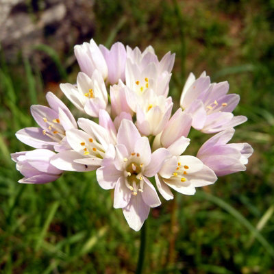 100 x Allium Roseum Bulbs - Rosy Garlic Spring Summer Flowering Perennials - Grow in Beds - 4