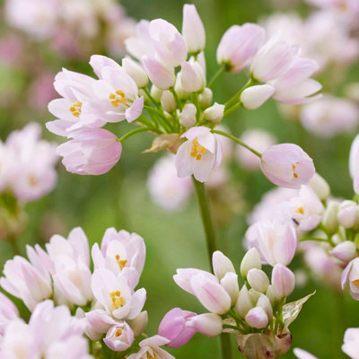 100 x Allium Roseum Bulbs - Rosy Garlic Spring Summer Flowering Perennials - Grow in Beds - 5