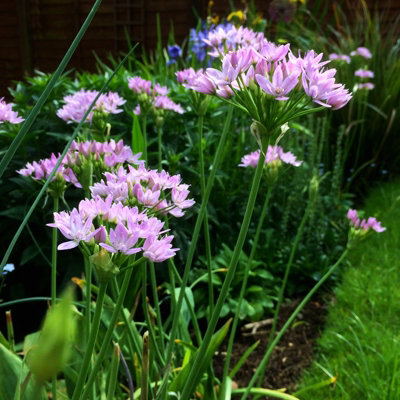 100 x Allium Roseum Bulbs - Rosy Garlic Spring Summer Flowering Perennials - Grow in Beds - 6