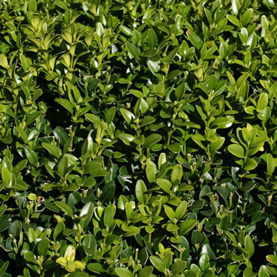 100 x Buxus Sempervirens - Evergreen Box Hedge Shrubs for Lush UK Gardens - Outdoor Plants (20-30cm Height Including Pot)