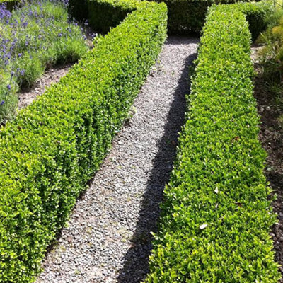 100 x Buxus Sempervirens - Evergreen Box Hedge Shrubs for Lush UK Gardens - Outdoor Plants (20-30cm Height Including Pot) - 3