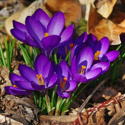 100 x Crocus Ruby Giant Spring Bulbs - Purple Early Flowering Perennials - UK Hardy - Grow in Beds
