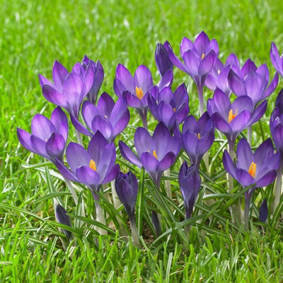 100 x Crocus Ruby Giant Spring Bulbs - Purple Early Flowering Perennials - UK Hardy - Grow in Beds - 4