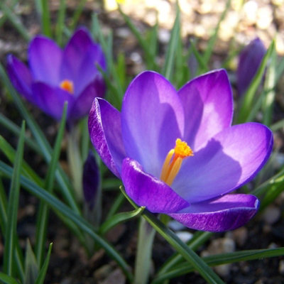 100 x Crocus Ruby Giant Spring Bulbs - Purple Early Flowering Perennials - UK Hardy - Grow in Beds - 5