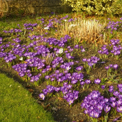 100 x Crocus Ruby Giant Spring Bulbs - Purple Early Flowering Perennials - UK Hardy - Grow in Beds - 6