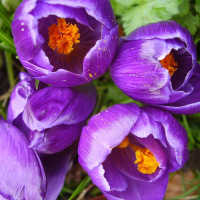 Crocus Ruby Giant Spring Bulbs - Purple Early Flowering