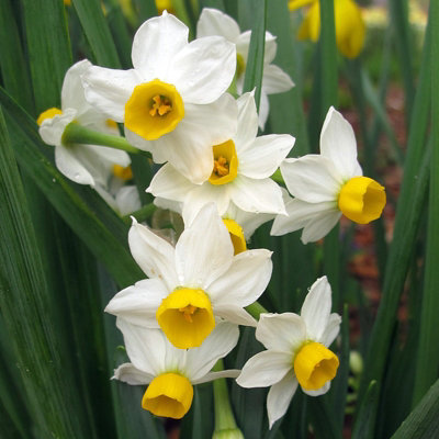 100 x Daffodil Canaliculatus Spring Bulbs - White Dwarf Narcissus Flowering Perennials - Grow in Beds, Borders & Patio Pots