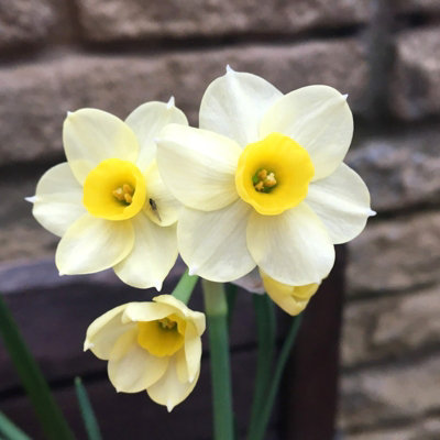 100 x Daffodil Minnow Spring Bulbs - Cream Dwarf Narcissus Outdoor Flowering Perennials - Grow in Beds