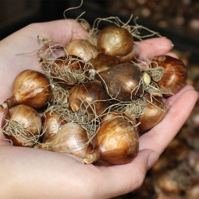 100 x Daffodil Minnow Spring Bulbs - Cream Dwarf Narcissus Outdoor Flowering Perennials - Grow in Beds - 3