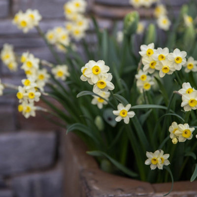 100 x Daffodil Minnow Spring Bulbs - Cream Dwarf Narcissus Outdoor Flowering Perennials - Grow in Beds - 4