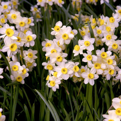 100 x Daffodil Minnow Spring Bulbs - Cream Dwarf Narcissus Outdoor Flowering Perennials - Grow in Beds - 6