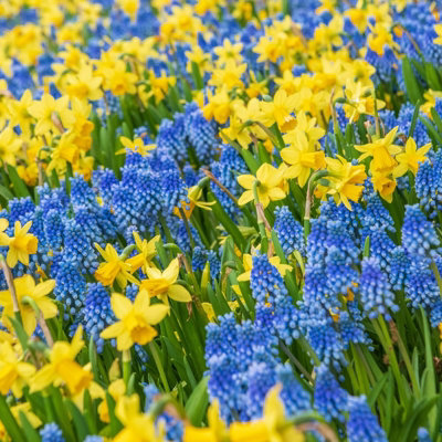 100 x Daffodil Tete a Tete Spring Bulbs - Yellow Dwarf Narcissus Flowering Perennials - Grow in Beds
