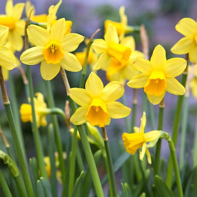 100 x Daffodil Tete a Tete Spring Bulbs - Yellow Dwarf Narcissus Flowering Perennials - Grow in Beds - 4