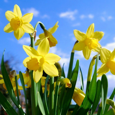 100 x Daffodil Tete a Tete Spring Bulbs - Yellow Dwarf Narcissus Flowering Perennials - Grow in Beds - 5