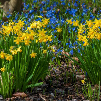 100 x Daffodil Tete a Tete Spring Bulbs - Yellow Dwarf Narcissus Flowering Perennials - Grow in Beds - 6
