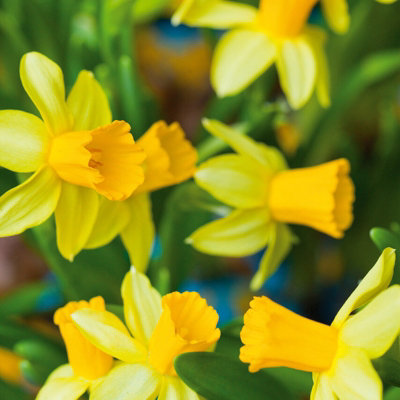 100 x Daffodil Tete a Tete Spring Bulbs - Yellow Dwarf Narcissus Flowering Perennials - Grow in Beds - 7