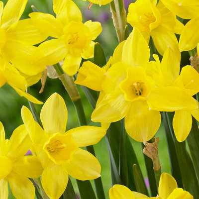 100 x Daffodil Yellow Sailboat Spring Bulbs - Narcissus Flowering Perennials - UK Hardy - Grow in Beds, Borders & Patio Pots