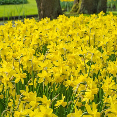100 x Daffodil Yellow Sailboat Spring Bulbs - Narcissus Flowering Perennials - UK Hardy - Grow in Beds